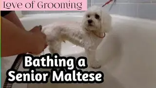 Bathing a Senior Maltese