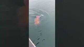 Deep water releasing a Yelloweye Rockfish.  #Alaska #SEAK #fishing #selfguided #Lodgelife #rockfish