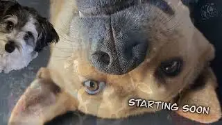 More Giraffes (Pt Like 5 or something?) | !non | !present | !giraffe | Family Friendly