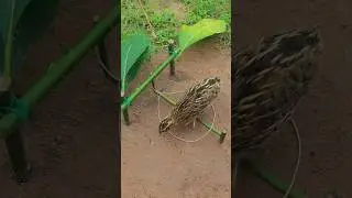 Best Effective Unique Quail Traps #shortvideo #youtube #ytshorts
