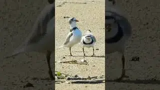 Piping Plover