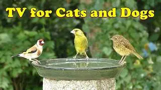 Videos for Cats and Dogs with Purrfect Gentle Bird Sounds 🌸 8 HOURS 🌸