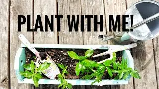 Plant with Me | Annual Flowers in Planters | Part 1