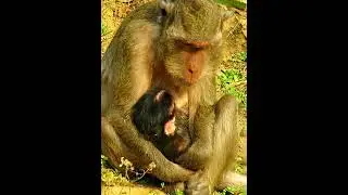 Old Mommy Monkey Takes The Best Care Of Baby 11 #animallife #babymonkeys #monkeysr #animals