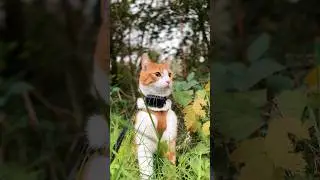 How To Train Your Adventure Cat