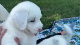 Ocoee River Doodles Sheepadoodles 6-2024 Bonnie Girl Lily Blossom
