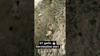G1 garlic 🧄 Germination start | #agriculture #viral #agriculturefarming #G1 #G1garlic #garlic