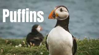 Puffins - Saltee Islands, Wexford