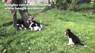 Beagle Welpen