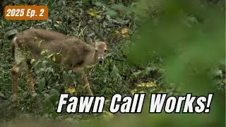 EARLY SEASON BOWHUNT (Fawn Distress Brings in Doe!)
