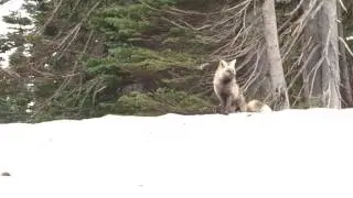 Cascade Fox