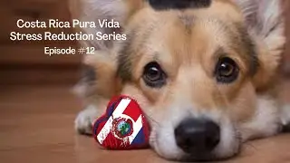 Costa Rica Pura Vida Stress Reduction Series: Episode #12 of 100.  Especially for Dog Lovers!