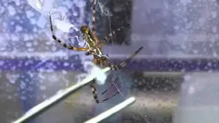 Stealing the Secrets of Spider Silk