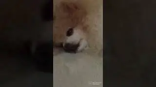 a random video of my dog but with FNAF hallway ambience