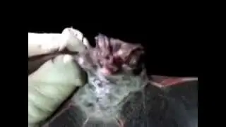 Rafinesque's Big-eared Bat found in South Florida! Big Eared Bat | Raf Bat | Endangered Bat Species