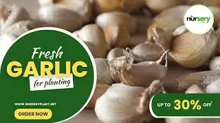Garlic bulbs for planting #garden #garlicbulbs #planting #shorts #nurseryplant #gardentips #garlic