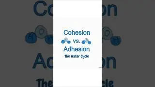 Cohesion vs. Adhesion