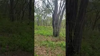 Fastest growing grass and weeds