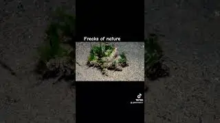 Crazy crab! #nature #ocean #scuba #scubalove #scubadive #scubaworld #scubadivers #scubaaddict