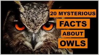 20 загадочных фактов о совах | Animal Globe