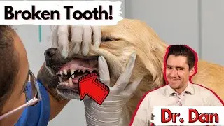 How a vet fixes a dog's broken tooth.  Dr. Dan explains the two options for a broken tooth in a dog.