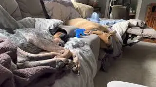 Twitching feet from snoring hounds (Bluetick and Black Mouth Ker)