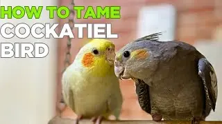 How to tame baby cockatiel bird #howto #cockatiel #tamed #birds #parrot #yt #goluandmimmi