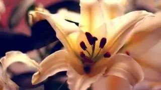 Awakening - An overly dramatic time-lapse of a Lily