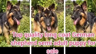 German shepherd semi adult dog for sale/9494151941/nizamabad/dog market in nizamabad 