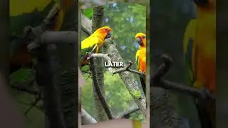 Parrots Give Each Other Unique Names Like Humans #parrots #animals