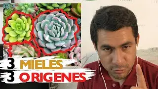 3 Mieles: 🐝AGAVE, 🌳MAPLE y de 🍁ABEJA, de donde se OBTIENEN?