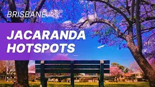 Explore Brisbane&rsquo;s Top Jacaranda Trees Hotspots, Queensland, Australia  -November 2022