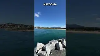 #roadtrip #travelblogger #narooma #shorts #visitnsw #australiarock #seal #mustvisit #explorensw