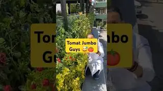 Panen Tomat Jumbo | Big Tomato #shorts #unique #reactionvideo