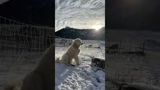 Kettle Haven Ranch LLC is live with wolf watch