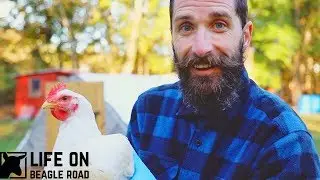 The Day We've Been Waiting For || Chicken Processing/ Butchering Day Part 1