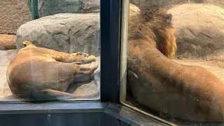 円山動物園ライオンパーチェ＆イト柵越しコミュニケーション2026.1.16