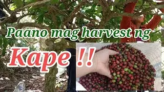 Paano mag harvest ng kape ☕☕