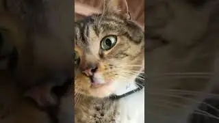 Molly Murder Mittens: Barn Cat POV