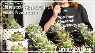 【アガベ】最強アガベを育成開始！！コスパ０円のベランダ育成スタイル