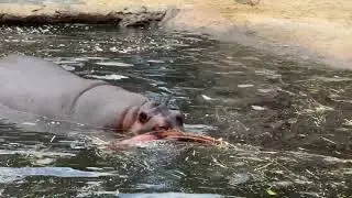 Things You May Not Know About Hippos