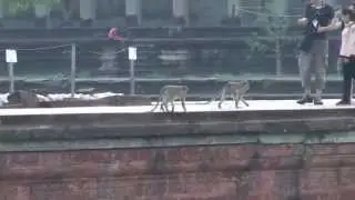 Angkor Wat Temple Monkeys!