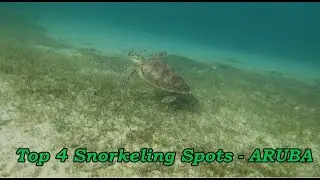 BEST SNORKELING IN ARUBA !!!