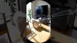 Бесплатное отключение кабельного телевидения. Спасибо пушистому провайдеру! 📺⚡