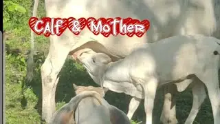 FARMER SEKYU TV is live! MOTHER Feeding her Calf