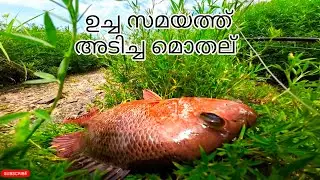ചെമ്പല്ലി കോട്ട #shirmp #fish #redsnapper