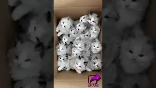 Xat 🐈🐈 #videos #cats #catvideos #funny