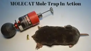 The MOLECAT 