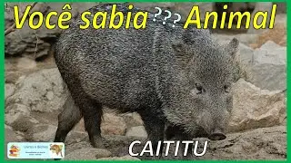 Você sabia? Caititu #cateto #caititu #pecari #mamíferos #animais #peccary