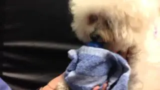 17 year old Trixie enjoys a kong with frozen peanut butter